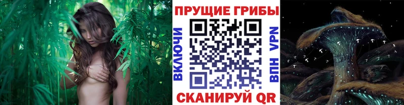 Псилоцибиновые грибы мицелий  хочу наркоту  Сердобск 